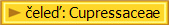 �ele�: Cupressaceae
