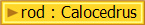 rod : Calocedrus