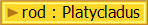 rod : Platycladus