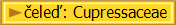 �ele�: Cupressaceae