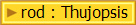 rod : Thujopsis