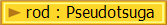 rod : Pseudotsuga